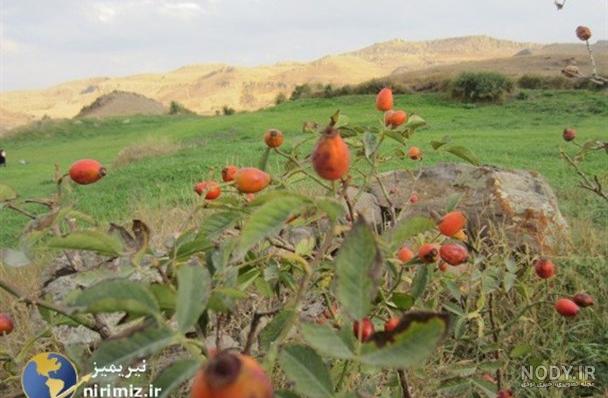 نسترن قشقایی (رز رونده) - نهالستان بهمن آبادی - ارسال نهال به سراسر کشور - مشاوره تلفنی نسترن قشقایی (رز رونده) - نهالستان بهمن آبادی - ارسال نهال به سراسر کشور - مشاوره تلفنی