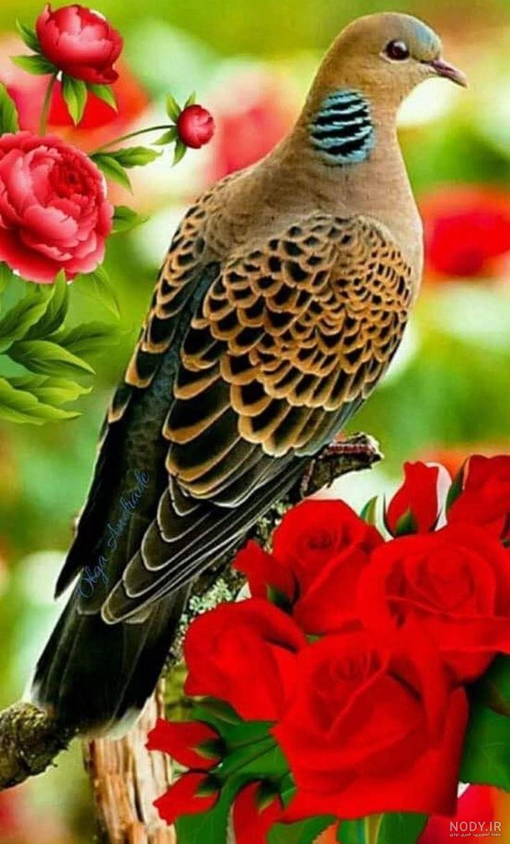 نماد عشق با کبوتری که رز قرمزی را بر فراز آسمان آبی در دست گرفته است 1003884