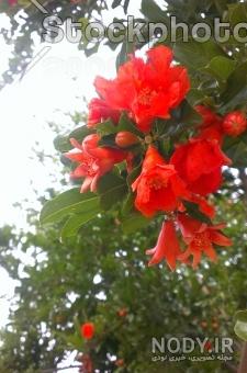 نگاهی کوتاه بر اهمیت تاریخی گلنار پارسی (Punica granatum var. pleniflora) نگاهی کوتاه بر اهمیت تاریخی گلنار پارسی (Punica granatum var. pleniflora)