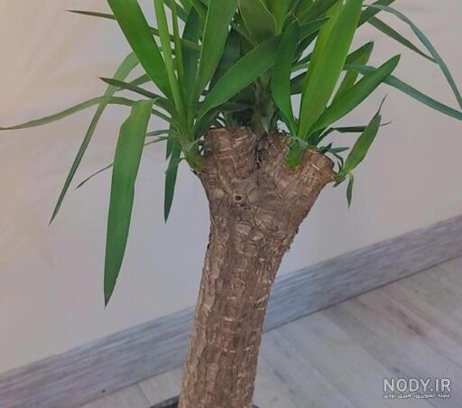 نگهداری از گیاه یوکا: معرفی نکات نگهداری Yucca plant + عکس | گل فروشی ... نگهداری از گیاه یوکا: معرفی نکات نگهداری Yucca plant + عکس | گل فروشی ...