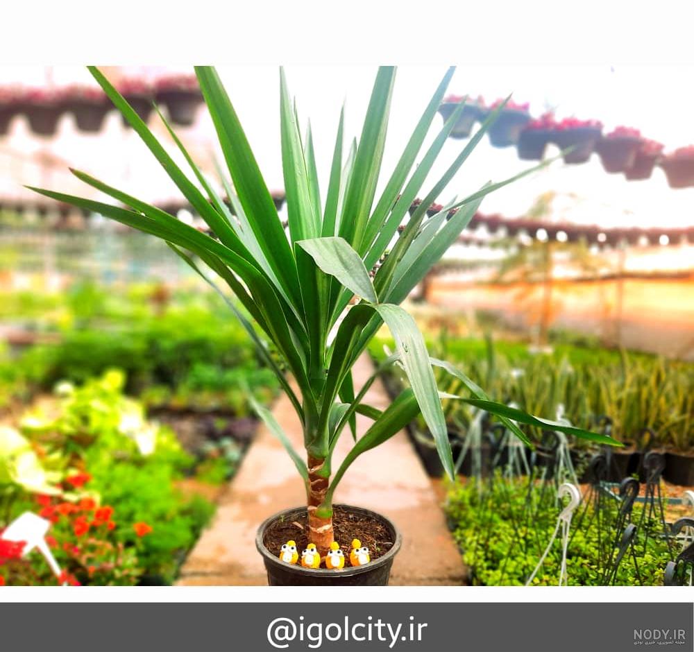 نگهداری از گیاه یوکا: معرفی نکات نگهداری Yucca plant + عکس | گل فروشی ... نگهداری از گیاه یوکا: معرفی نکات نگهداری Yucca plant + عکس | گل فروشی ...