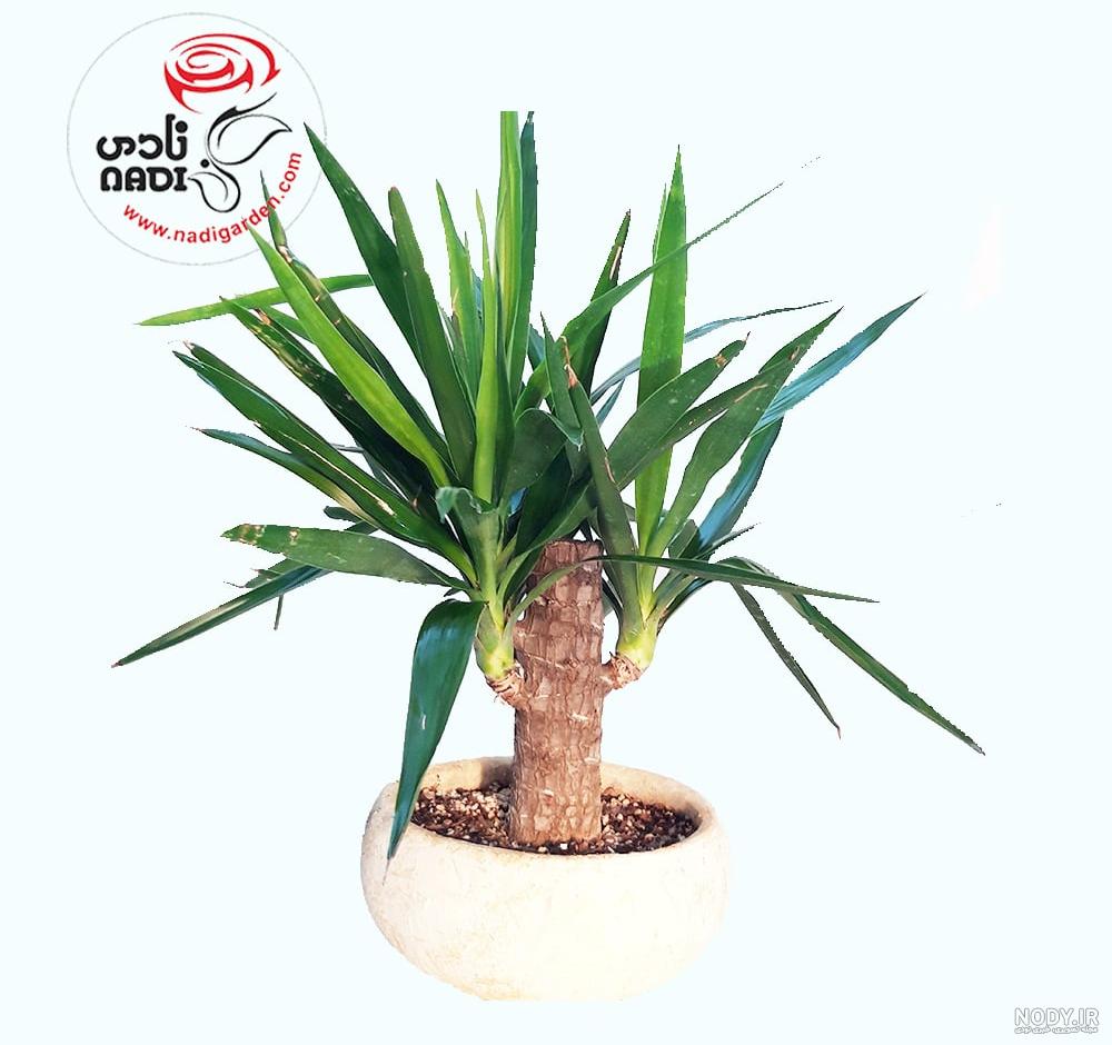نگهداری از گیاه یوکا: معرفی نکات نگهداری Yucca plant + عکس | گل فروشی ... نگهداری از گیاه یوکا: معرفی نکات نگهداری Yucca plant + عکس | گل فروشی ...