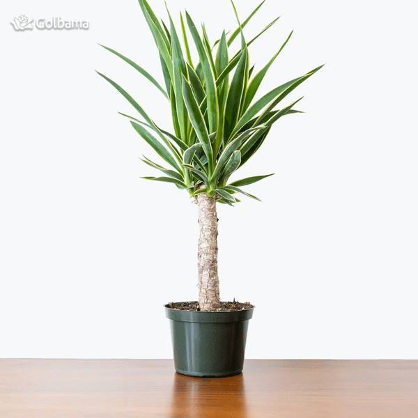نگهداری از گیاه یوکا: معرفی نکات نگهداری Yucca plant + عکس | گل فروشی ... نگهداری از گیاه یوکا: معرفی نکات نگهداری Yucca plant + عکس | گل فروشی ...