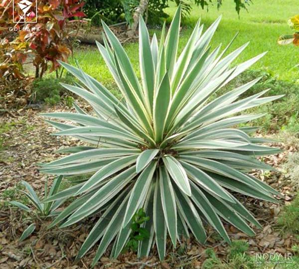 نگهداری از گیاه یوکا: معرفی نکات نگهداری Yucca plant + عکس | گل فروشی ... نگهداری از گیاه یوکا: معرفی نکات نگهداری Yucca plant + عکس | گل فروشی ...