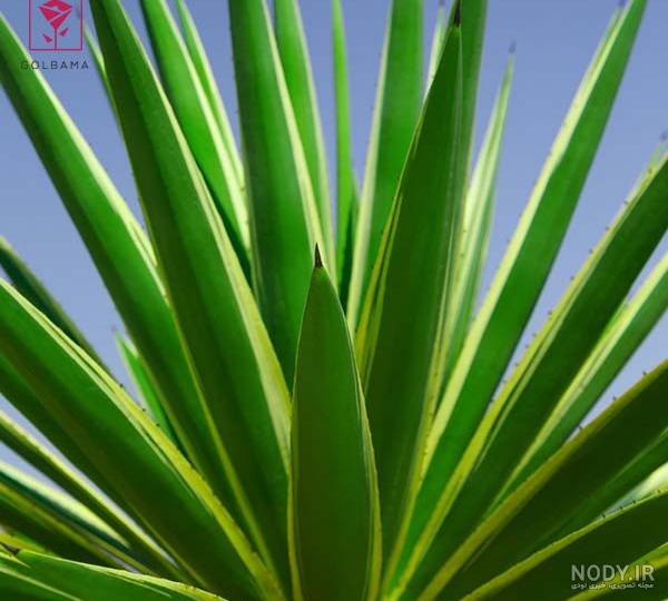 نگهداری از گیاه یوکا: معرفی نکات نگهداری Yucca plant + عکس | گل فروشی ... نگهداری از گیاه یوکا: معرفی نکات نگهداری Yucca plant + عکس | گل فروشی ...