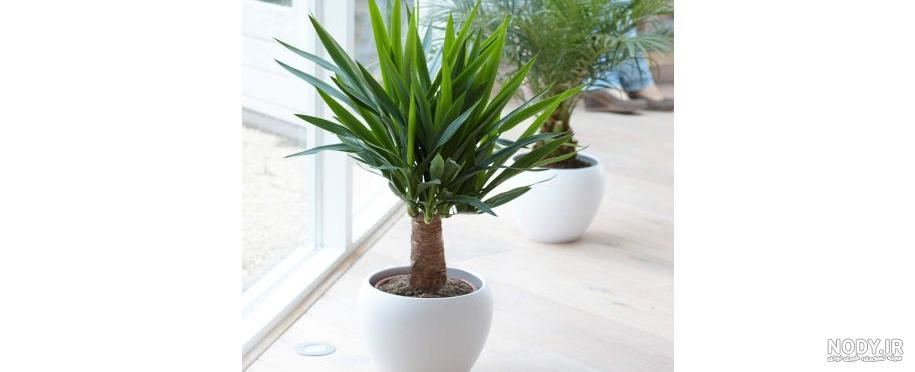 نگهداری از گیاه یوکا: معرفی نکات نگهداری Yucca plant + عکس | گل فروشی ... نگهداری از گیاه یوکا: معرفی نکات نگهداری Yucca plant + عکس | گل فروشی ...