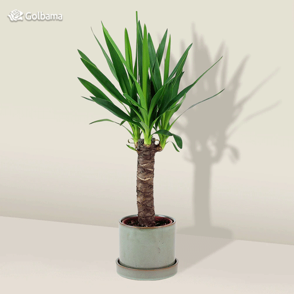 نگهداری از گیاه یوکا: معرفی نکات نگهداری Yucca plant + عکس | گل فروشی ... نگهداری از گیاه یوکا: معرفی نکات نگهداری Yucca plant + عکس | گل فروشی ...