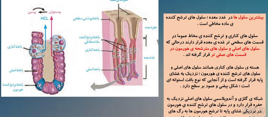 همه سوالات تستی درباره سیاهرگ باب کبدی از کتاب زیست دهم