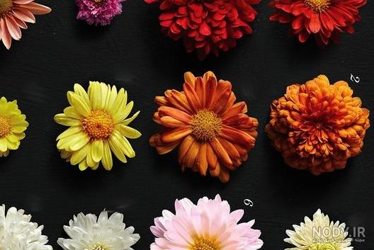 همه چیز درباره گل داوودی - نت گل همه چیز درباره گل داوودی - نت گل