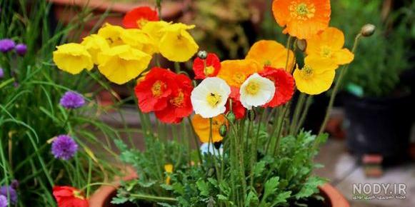 همه چیز در مورد گل شقایق همه چیز در مورد گل شقایق