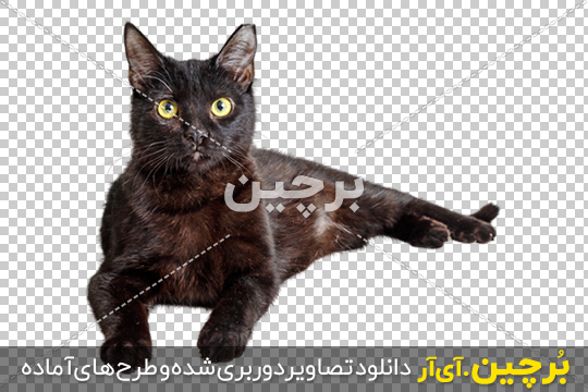 وکتور نقاشی دیجیتال گربه سیاه و سفید و زرد و مشکی به صورت لایه باز و فایل EPS | رزتم وکتور نقاشی دیجیتال گربه سیاه و سفید و زرد و مشکی به صورت لایه باز و فایل EPS | رزتم