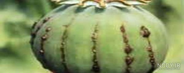 وکتور گل لاله گل شقایق وحشی شاخه گل گلفروشی بک گراند - ایران طرح وکتور گل لاله گل شقایق وحشی شاخه گل گلفروشی بک گراند - ایران طرح