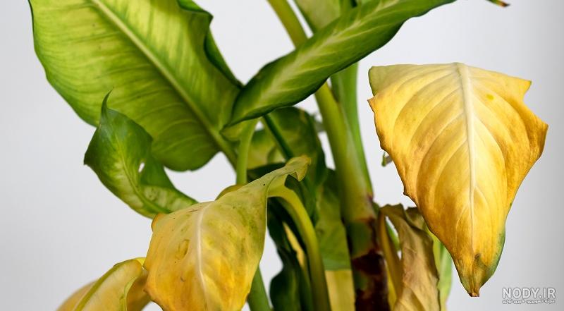 پرورش گیاه دیفن باخیا پرورش گیاه دیفن باخیا