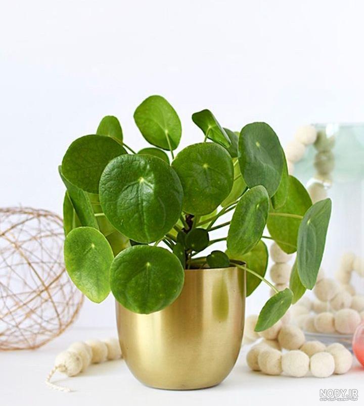 پرورش گیاه پول چینی و شرایط نگهداری از این گل سکه ای