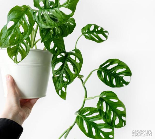 چگونه از پتوس حصیری نگهداری کنیم؟ - مجله وبسایت آچاره