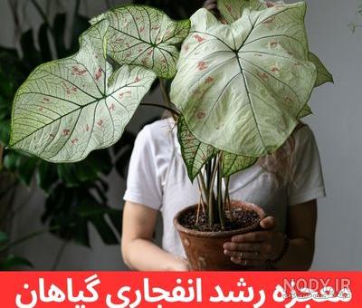 چگونه انار مینیاتوری را نگهداری کنیم ؟! - ایران درخت چگونه انار مینیاتوری را نگهداری کنیم ؟! - ایران درخت