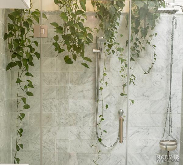 چگونه گل پتوس POTHOS را در آب پرورش دهیم