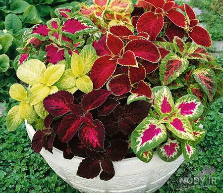 کاشت گل حسن یوسف(Coleus) با قلمه+عکس کاشت گل حسن یوسف(Coleus) با قلمه+عکس