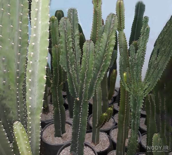 کاکتوس تیغ بلند استتسونیا (STETSONIA cactus) - گلدان سفالی