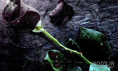 گالری عکس گل رز مشکی؛ ۲۹ عکس خاص و محشر برای پروفایل - ستاره گالری عکس گل رز مشکی؛ ۲۹ عکس خاص و محشر برای پروفایل - ستاره
