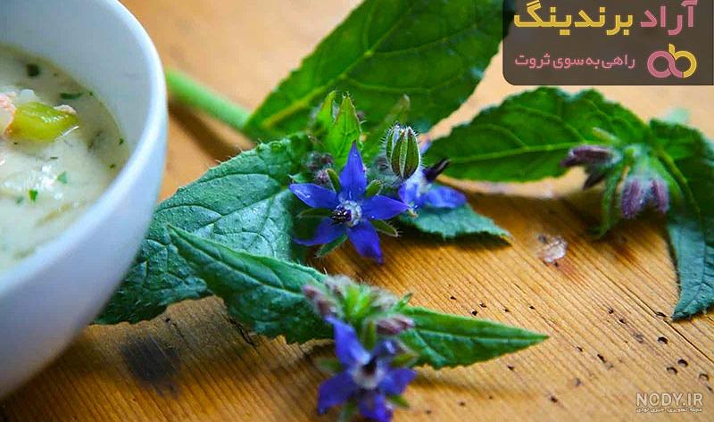 گاوزبان «داروئی» گاوزبان «داروئی»