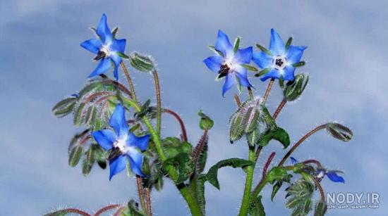 گاوزبان و حشی یا Anchusa italica Retz - ایسنا گاوزبان و حشی یا Anchusa italica Retz - ایسنا