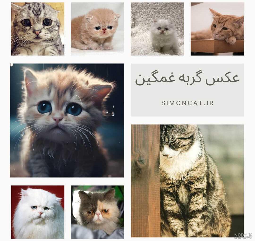 گربه سیاه و کفشدوزک سرخ3 - تستچی