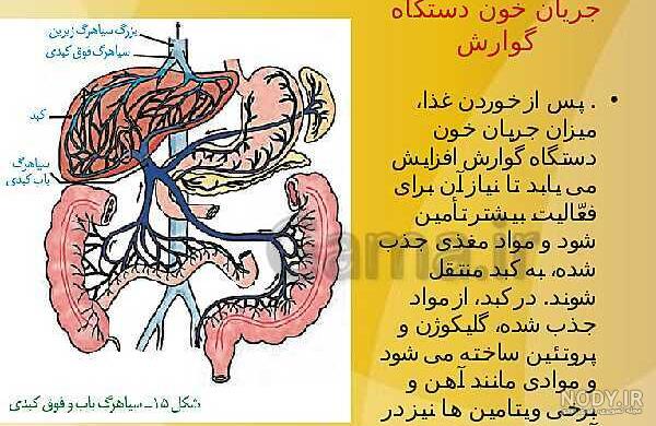 گردش خون کبد