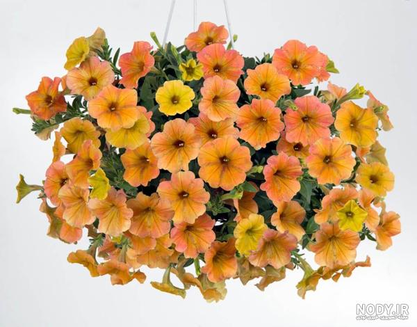 گل اطلسی - معرفی کامل گل اطلسی ، نگهداری ، کاشت و پرورش اطلسی | اطلس گل | Atlas Flower گل اطلسی - معرفی کامل گل اطلسی ، نگهداری ، کاشت و پرورش اطلسی | اطلس گل | Atlas Flower