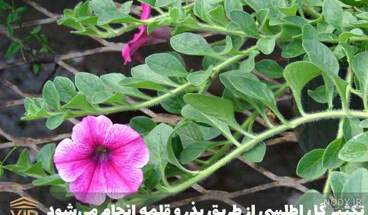 گل اطلسی - معرفی کامل گل اطلسی ، نگهداری ، کاشت و پرورش اطلسی | اطلس گل | Atlas Flower گل اطلسی - معرفی کامل گل اطلسی ، نگهداری ، کاشت و پرورش اطلسی | اطلس گل | Atlas Flower