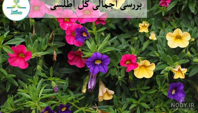 گل اطلسی - کاشت پرورش نگهداری + عکس گل اطلسی - کاشت پرورش نگهداری + عکس