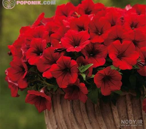 گل اطلسی(petunia):آموزش کامل نگهداری+کاشت+معرفی انواع آن|بوی گل گل اطلسی(petunia):آموزش کامل نگهداری+کاشت+معرفی انواع آن|بوی گل