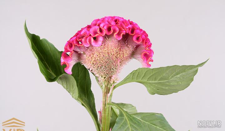 گل تاج خروس گل تاج خروس