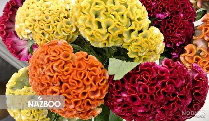 گل تاج خروس و آشنایی با خواص دارویی شگفت انگیز آن | ایده آل مگ گل تاج خروس و آشنایی با خواص دارویی شگفت انگیز آن | ایده آل مگ