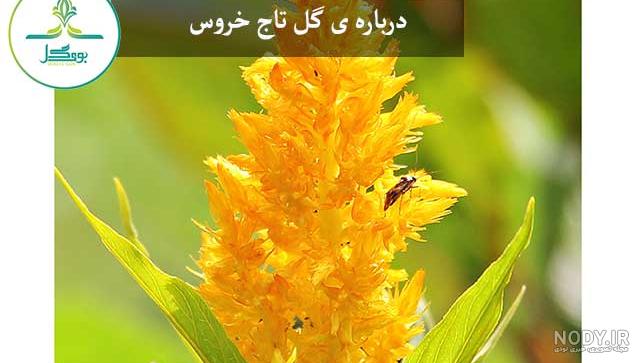 گل تاج خروس - رزپک گل تاج خروس - رزپک