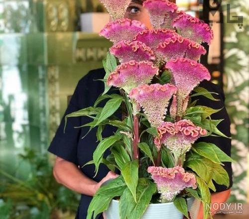 گل تاج خروس رشته ای| نحوه کاشت و نگهداری تاج خروس رشته اي گل تاج خروس رشته ای| نحوه کاشت و نگهداری تاج خروس رشته اي