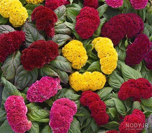 گل تاج خروس رشته ای| نحوه کاشت و نگهداری تاج خروس رشته اي گل تاج خروس رشته ای| نحوه کاشت و نگهداری تاج خروس رشته اي