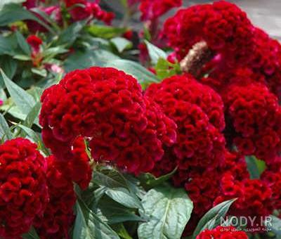 گل تاج خروس رشته ای| نحوه کاشت و نگهداری تاج خروس رشته اي گل تاج خروس رشته ای| نحوه کاشت و نگهداری تاج خروس رشته اي