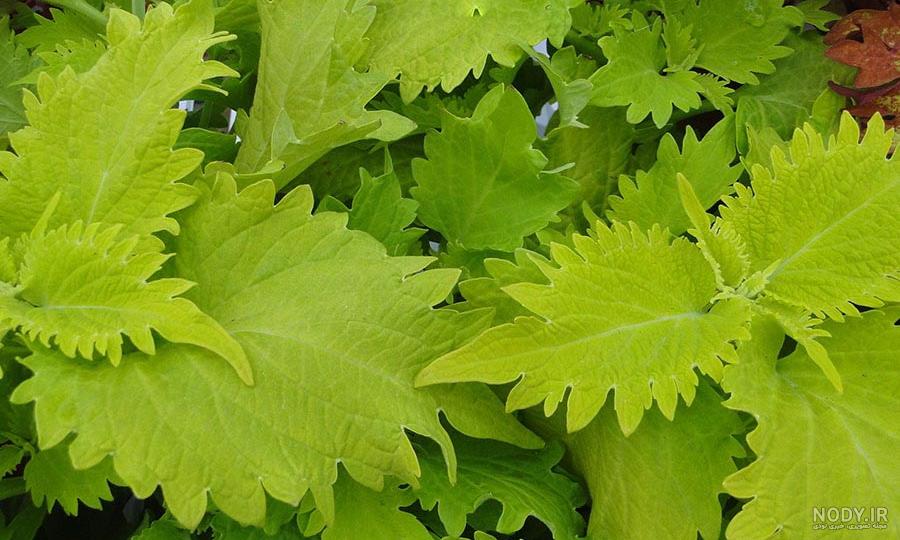 گل حسن یوسف و نگهداری از آن - ایده چین گل حسن یوسف و نگهداری از آن - ایده چین
