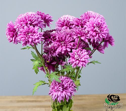 گل داودی مینیاتوری - فروشگاه رز سیاه گل داودی مینیاتوری - فروشگاه رز سیاه