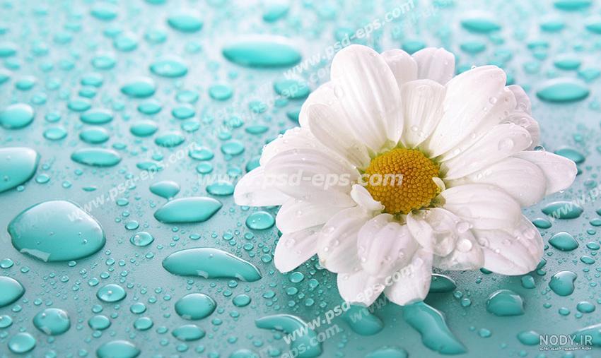 گل رز آبی (Blue rose) 2 نوع طبیعی فیروزه ای - آراد برندینگ