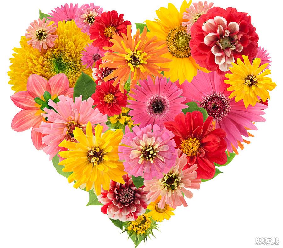 گل رز زیبا ؛ گل رز از همه رنگ برای پروفایل
