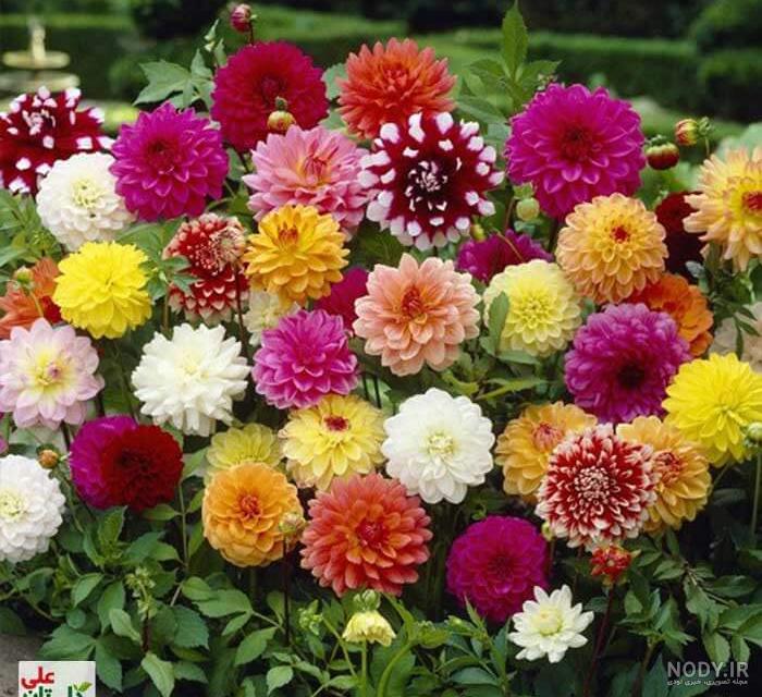 گل شکوفه گلبرگ گل کوکب توسط OffiDocs گل شکوفه گلبرگ گل کوکب توسط OffiDocs