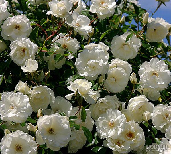 گل نسترن (رز وحشی) – Dog Rose – باغبون | فروشگاه و مرجع تخصصی گل و گیاه خانگی و فضای سبز شهری گل نسترن (رز وحشی) – Dog Rose – باغبون | فروشگاه و مرجع تخصصی گل و گیاه خانگی و فضای سبز شهری