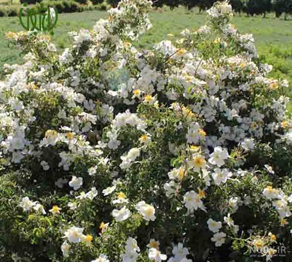 گل نسترن (رز وحشی) – Dog Rose – باغبون | فروشگاه و مرجع تخصصی گل و گیاه خانگی و فضای سبز شهری گل نسترن (رز وحشی) – Dog Rose – باغبون | فروشگاه و مرجع تخصصی گل و گیاه خانگی و فضای سبز شهری