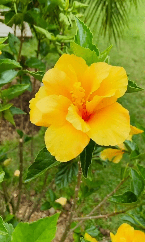 گل نسترن (رز وحشی) – Dog Rose – باغبون | فروشگاه و مرجع تخصصی گل و گیاه خانگی و فضای سبز شهری گل نسترن (رز وحشی) – Dog Rose – باغبون | فروشگاه و مرجع تخصصی گل و گیاه خانگی و فضای سبز شهری