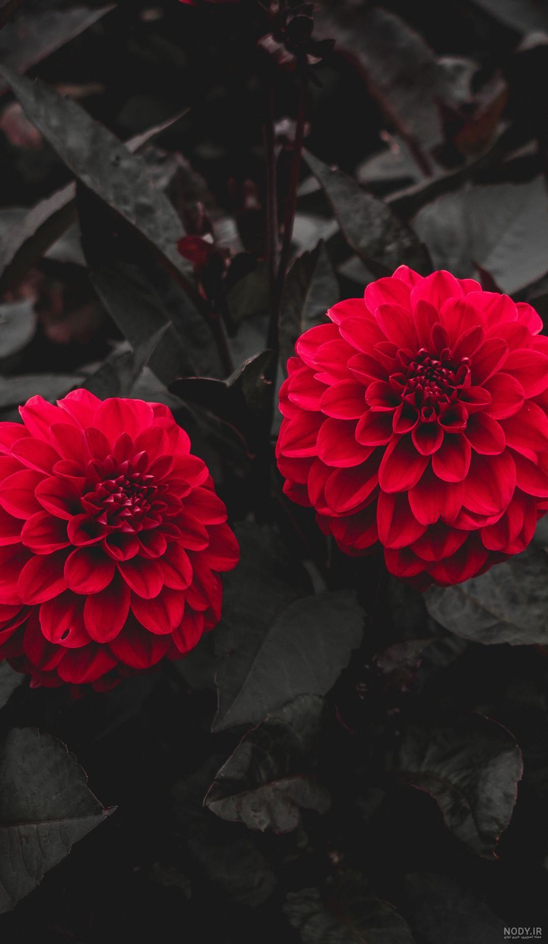 گل کوکب Dahlia گل کوکب Dahlia