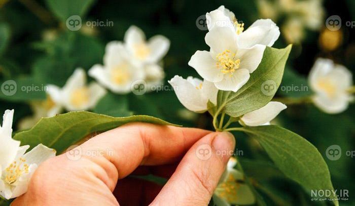 گل یاس خوشبو ترین گل دنیا گل یاس خوشبو ترین گل دنیا