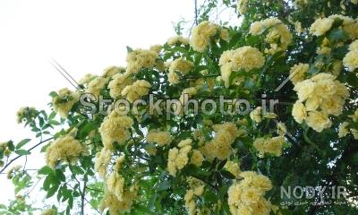 گل یاس خوشه ای بنفش png | بُرچین – تصاویر دوربری شده، فایل های آماده، عکس png رایگان، دانلود psd رایگان گل یاس خوشه ای بنفش png | بُرچین – تصاویر دوربری شده، فایل های آماده، عکس png رایگان، دانلود psd رایگان