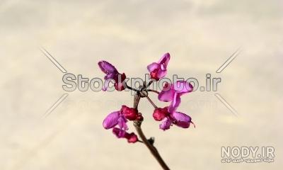 گلچینی از زیباترین و خاص ترین عکس های گل ارغوان گلچینی از زیباترین و خاص ترین عکس های گل ارغوان